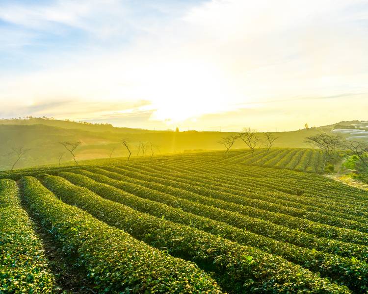 doi-che-cau-dat-farm-da-lat